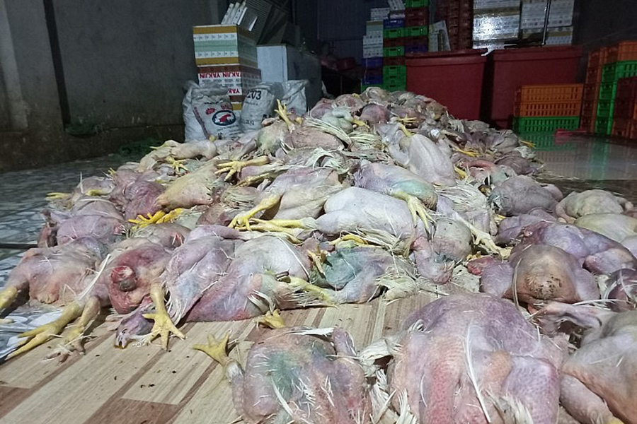 Hơn 2,2 tấn gà chết, bốc mùi hôi thối được cơ sở này thu mua chế biến lại rồi tuồn ra thị trường tiêu thụ.