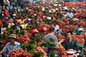 Thúc đẩy tiêu thụ vải thiều niên vụ 2020 tại Bắc Giang