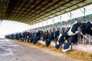 NutiFood ra mắt trang trại bò sữa NutiMilk