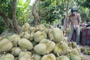Đắk Lắk có 6 loại cây ăn quả được cấp mã số vùng trồng