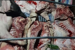 Phát hiện gần 1 tấn thịt lợn mắc dịch tả châu Phi đang mang đi tiêu thụ