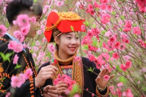 Hoãn tổ chức lễ khai mạc Festival Hoa Đào - Xuân Xứ Lạng 2021