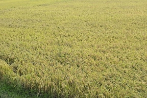 Giá lúa gạo ngày 20/2: Giá lúa nếp tươi giảm nhẹ
