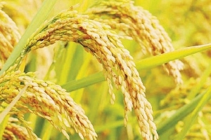 Giá lúa gạo ngày 23/2: Giá lúa giảm nhẹ, giá gạo tăng