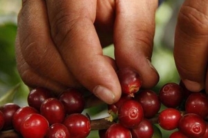 Giá cà phê ngày 13/3: Arabica tiếp tục tăng, trong nước giảm nhẹ, cao nhất 32.700 đồng/kg