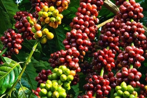 Giá cà phê hôm nay 6/4: Tăng giảm trái chiều trên thị trường thế giới