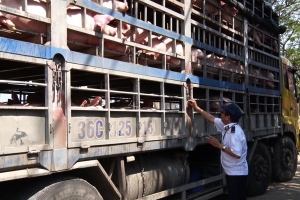 Khuyến cáo với doanh nghiệp xuất khẩu lợn sang Campuchia