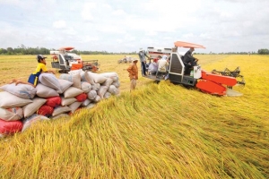 Vừa vật lộn phòng chống dịch, vựa lúa miền Tây khó khăn tìm giải pháp tiêu thụ lúa gạo