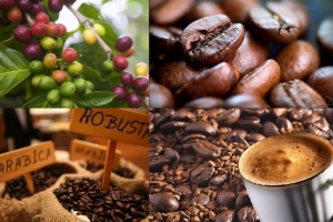Giá nông sản hôm nay 01/03: Giá cà phê tiếp tục giảm mạnh, giá tiêu ổn định