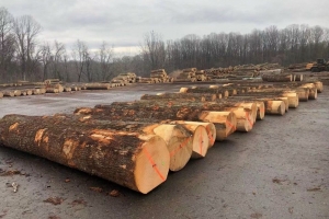 3 tháng đầu năm, nhập khẩu gỗ nguyên liệu ước đạt 1,204 triệu m3