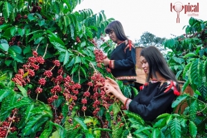 Cuộc thi Cà phê đặc sản Việt Nam 2022 chính thức khai mạc