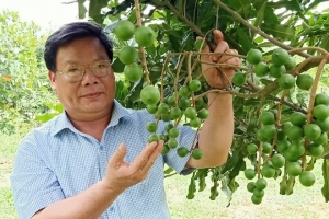 Gia Lai: Tập huấn kỹ thuật trồng, chăm sóc cây mắc ca tại huyện Đak Đoa