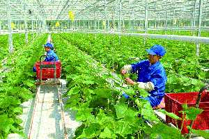 Quảng Trị: Từng bước xây dựng một nền nông nghiệp hiện đại