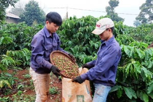 Dự án VnSAT liên kết sản xuất cà phê bền vững