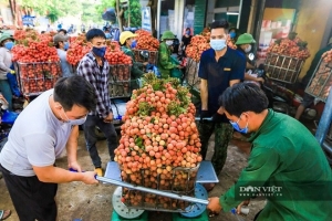 Hơn 100 thương nhân Trung Quốc sẽ tới Bắc Giang thu mua vải thiều