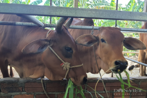 Quảng Nam: Hỗ trợ kỹ thuật nuôi bò thịt lai BBB