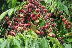 Giá cà phê hôm nay 3/6: Arabica tăng mạnh