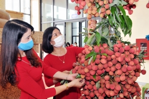Tổ chức Diễn đàn “Vietnamese Lychees go global - Vải thiều Việt Nam vươn ra thế giới”