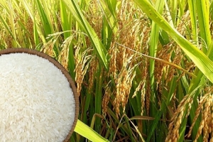 Giá lúa gạo ngày 18/7 tiếp tục đi ngang