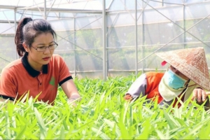 Bắc Ninh ứng dụng công nghệ, phát triển ngành nông nghiệp theo hướng hàng hóa chất lượng