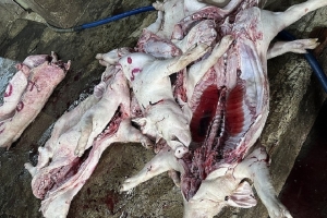 Đồng Nai phát hiện cơ sở thu mua lợn chết về giết mổ rồi bán ra thị trường