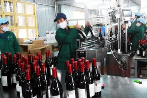 Bộ Y tế ra công văn khẩn yêu cầu xử lý các cơ sở sản xuất, kinh doanh rượu rởm