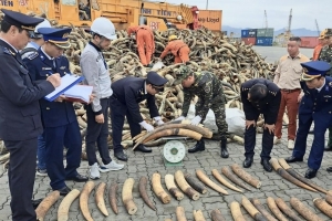 Thu giữ hàng trăm kg ngà voi châu Phi nhập khẩu trái phép
