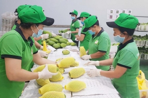 Phú Yên phấn đấu đạt 75% cơ sở đóng gói nông sản xuất khẩu được cấp mã số