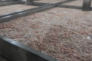 Bắc Ninh tiêu hủy hơn 7 tấn lòng lợn bốc mùi hôi thối