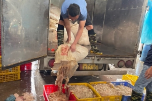 Hưng Yên: Ngăn chặn 300kg lòng lợn bốc mùi hôi thối đang trên đường đi tiêu thụ