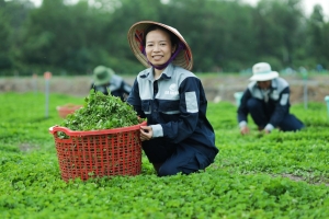 Khám phá nông trường rau má hàng trăm héc-ta chuẩn VietGAP tại Long An