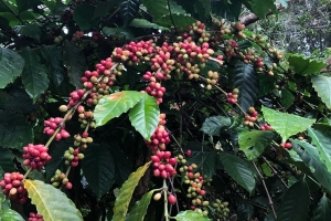 Giá cà phê hôm nay 06/10: Cà phê trong nước giảm sâu 400 - 500 đồng/kg