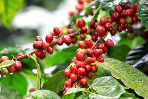 Giá cà phê hôm nay ngày 7/10: Giá cà phê trong nước cao nhất 64.600 đồng/kg