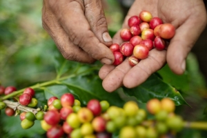 Giá cà phê hôm nay 9/10: Giá cà phê trong nước tiếp tục giảm