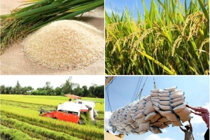 Xuất khẩu gạo Việt tăng thêm 5 USD/tấn ngược chiều Thái Lan, Pakistan
