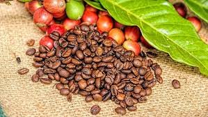 Giá cà phê hôm nay 20/10: Thị trường trong nước tăng 1.000 đồng/kg