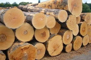 Ngừng tạm nhập, tái xuất gỗ tròn, gỗ rừng tự nhiên từ Lào và Campuchia