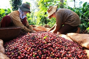 Giá cà phê hôm nay 25/11: Tuần tăng mạnh từ 4,100 đến 4,300 đồng/kg