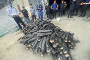 Hải quan Hải Phòng phát hiện vụ nhập lậu gần 1,6 tấn ngà voi