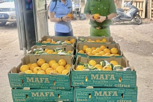 Hà Nội: Tạm giữ gần nửa tấn hoa quả xuất xứ từ nước ngoài có dấu hiệu nhập lậu