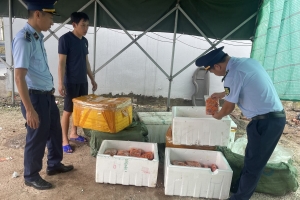 Phát hiện, thu giữ gần 01 tấn trứng gà non tại kho hàng ở TP. Móng Cái, Quảng Ninh
