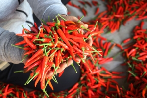 Vì sao ớt Việt xuất khẩu sang Trung Quốc tăng đột biến?