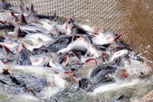 Việt Nam giữ vững nguồn cung hàng đầu về cá tra cho thị trường Nga