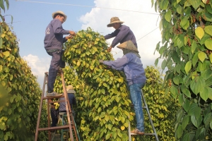 Giá tiêu hôm nay 18/9: Cao nhất 155.000 đồng/kg