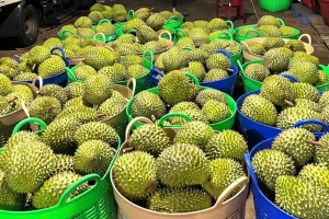 Giá sầu riêng hôm nay 3/1/2025: Sầu Thái tăng 5.000 đồng/kg