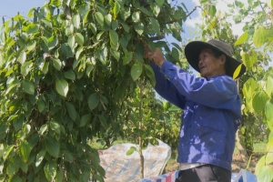 Giá tiêu hôm nay 5/2: Tăng nhẹ tại Đắk Nông