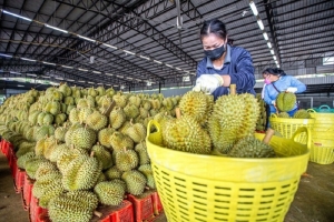 Giá sầu riêng hôm nay 15/2: Sầu Thái tăng ngày thứ ba liên tiếp