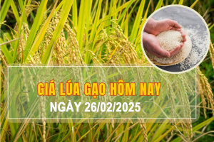 Giá lúa gạo hôm nay ngày 26/2/2025: Giá lúa tươi biến động