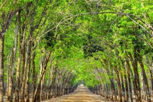 Giá cao su hôm nay 16/3: Thị trường biến động