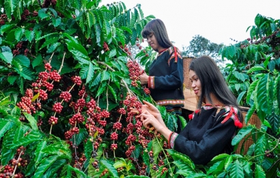 Quảng Nam: Thêm hướng phát triển nông nghiệp sạch